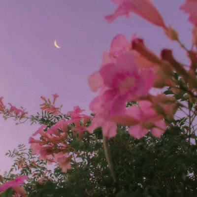 风景花草的微信头像(34张)