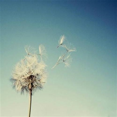 风景花草的微信头像(34张)