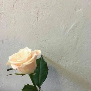 风景花草的微信头像(34张)