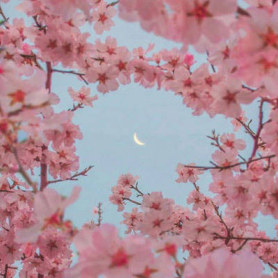 风景花草的微信头像(34张)