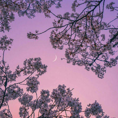 风景花草的微信头像(34张)