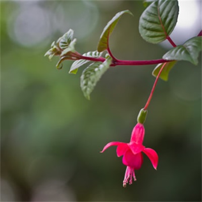 风景花草的微信头像(34张)
