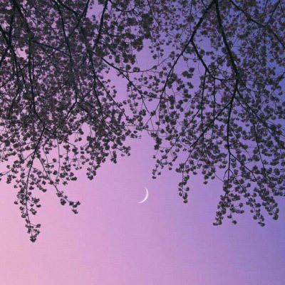 风景花草的微信头像(34张)