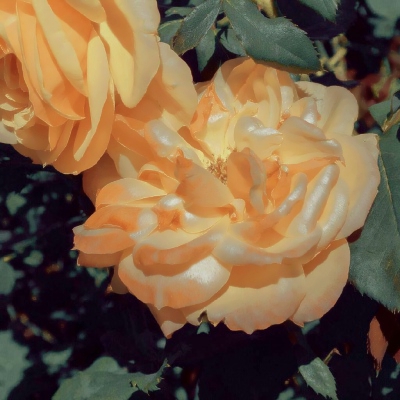 风景图片头像微信头像大全(精选32张)