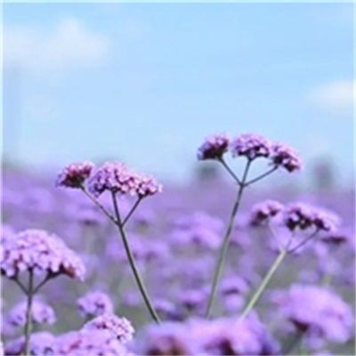 简单的花草微信头像(精选36张)