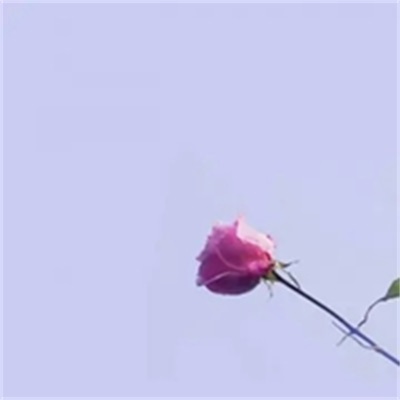 简单的花草微信头像(精选36张)