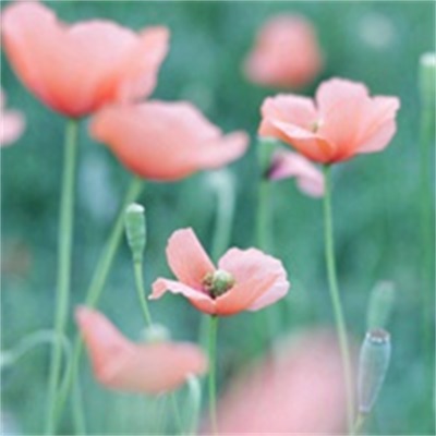 简单的花草微信头像(精选36张)