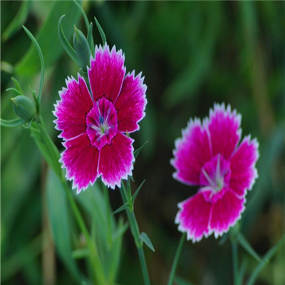 简单的花草微信头像(精选36张)