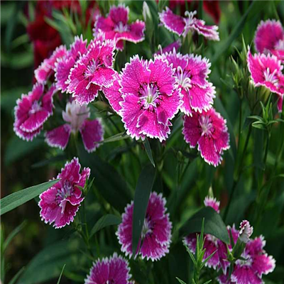 简单的花草微信头像(精选36张)