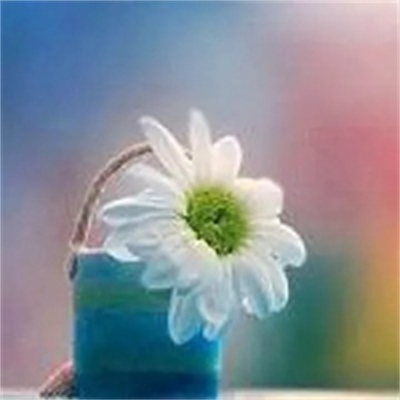 简单的花草微信头像(精选36张)