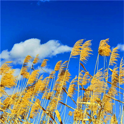 微信头像图片2023最新款打工人(24张)