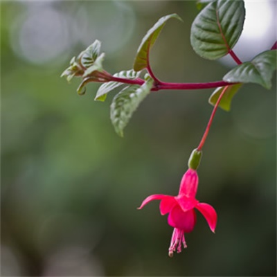 能带来幸运招财头像女(精选20张)