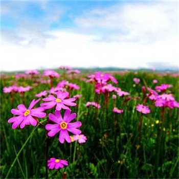 适合做微信头像的图片好运(32张)