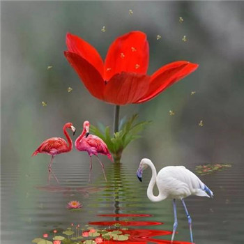 适合做微信头像的图片好运(32张)