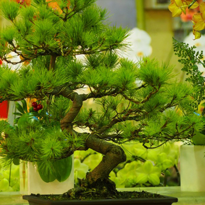 适合做微信头像的图片好运(32张)