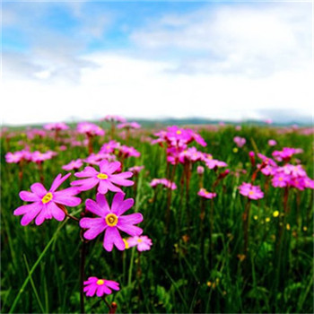 适合做微信头像的图片好运(32张)