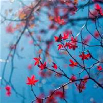 适合做微信头像的图片好运(32张)