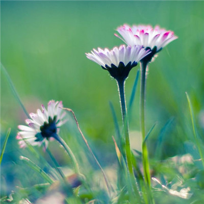 风景带花的好运头像(精选22张)
