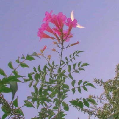 风景带花的好运头像(精选22张)