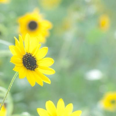 风景带花的好运头像(精选22张)