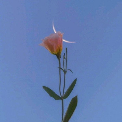 风景带花的好运头像(精选22张)