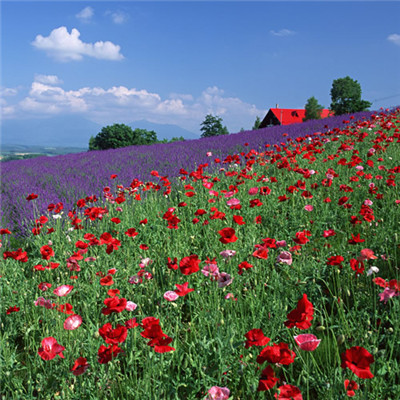 风景带花的好运头像(精选22张)