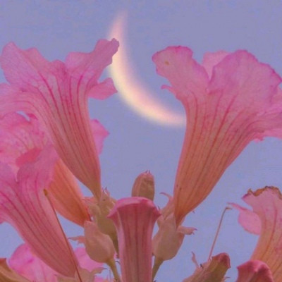 风景带花的好运头像(精选22张)