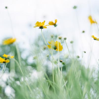 风景带花的好运头像(精选22张)
