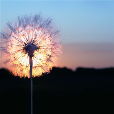 风景带花的好运头像(精选22张)