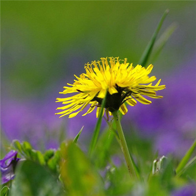 风景带花的好运头像(精选22张)
