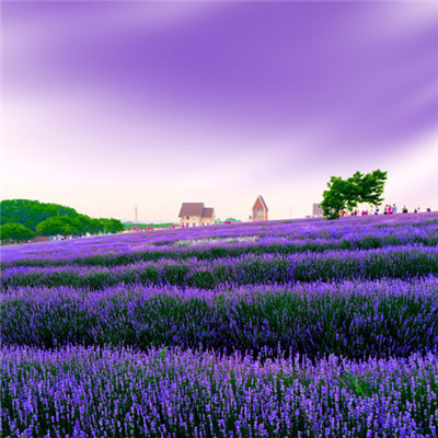 风景带花的好运头像(精选22张)