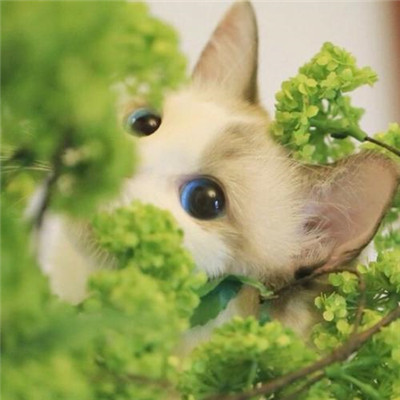 2023最火好看头像(精选24张)