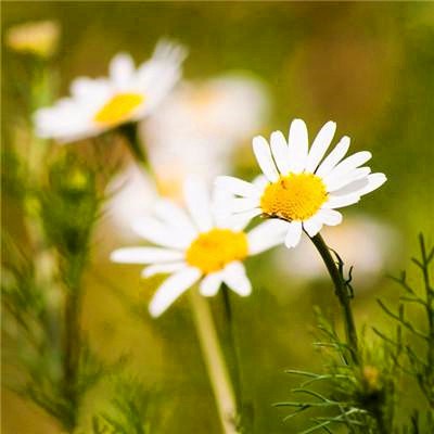 给人一种阳光的头像(精选24张)