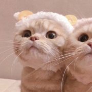猫咪情头可爱高清头像(20张)