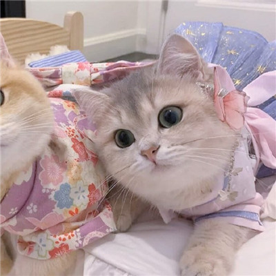 猫咪情头可爱高清头像(20张)