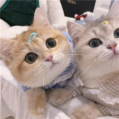 猫咪情头可爱高清头像(20张)