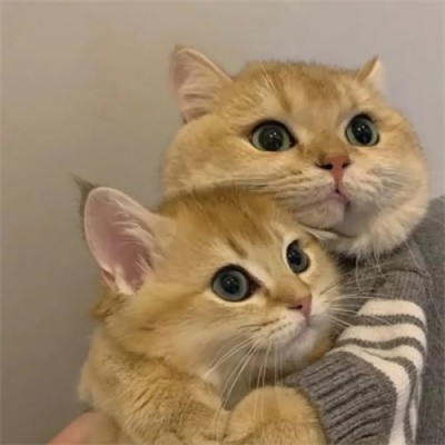 猫咪情头可爱高清头像(20张)