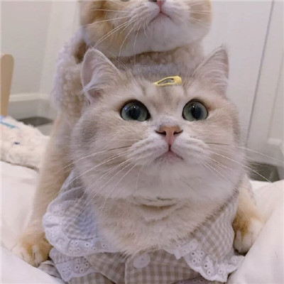 猫咪情头可爱高清头像(20张)