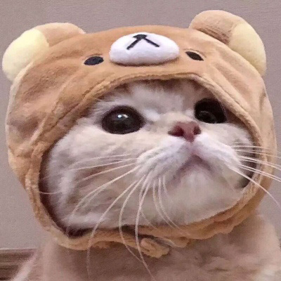 猫咪情头可爱高清头像(20张)