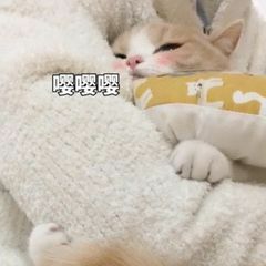 美女抱着宠物的图片头像大全(精选24张)