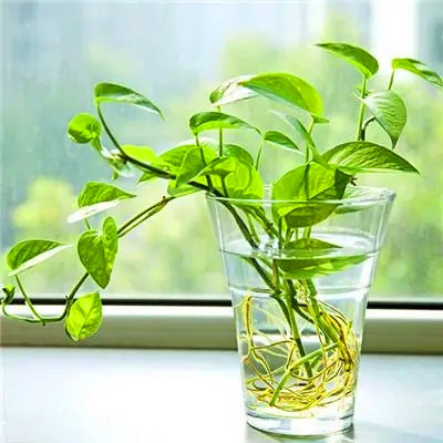 最健康吉利的微信头像(24张)