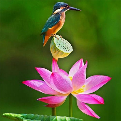 修道之人用的微信头像(精选34张)