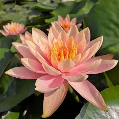 静心修心的微信头像(精选30张)