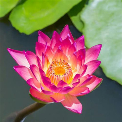 静心修心的微信头像(精选30张)