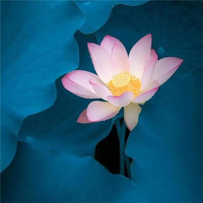 静心修心的微信头像(精选30张)