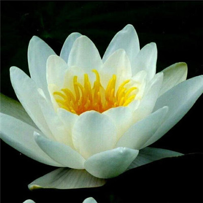 静心修心的微信头像(精选30张)