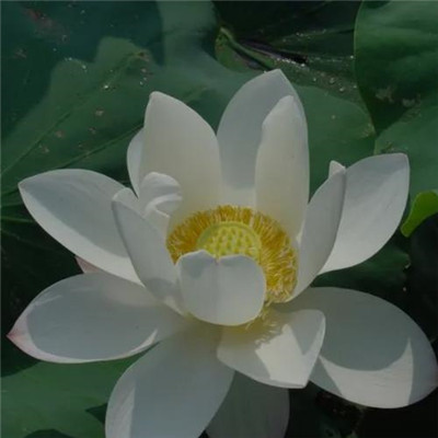 静心修心的微信头像(精选30张)