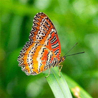 一看就舒心的微信头像图片大全(精选28张)