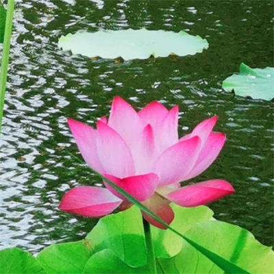 一看就舒心的微信头像图片大全(精选28张)