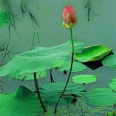 一看就舒心的微信头像图片大全(精选28张)